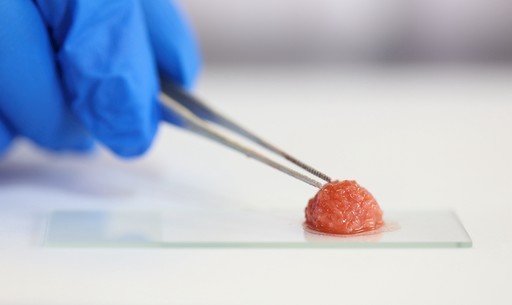 6只克隆猪宝宝出生！浙江科学家用冷冻5年的体细胞孕育