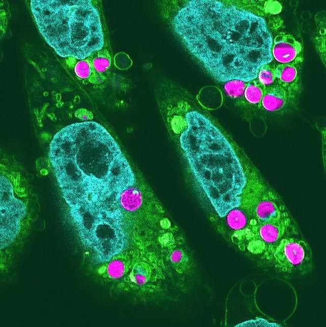 植物-动物杂交细胞可用来制造太阳能组织、器官或肉类