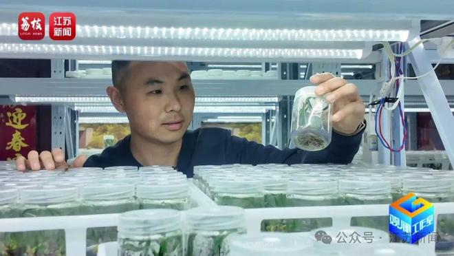 找AI当导师育出罕见热带绿植！宿迁花农赞赞赞