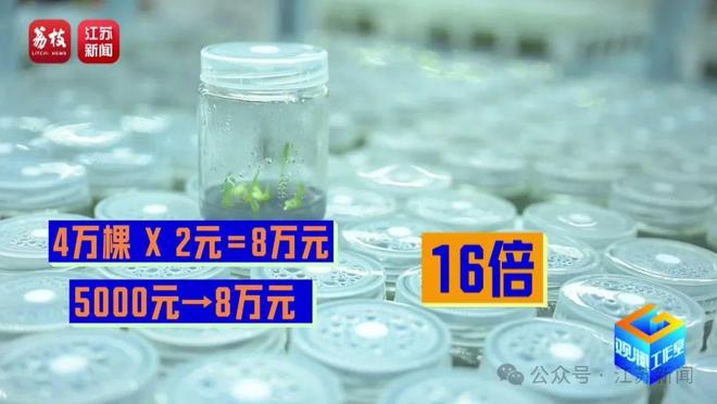 找AI当导师育出罕见热带绿植！宿迁花农赞赞赞(图4)