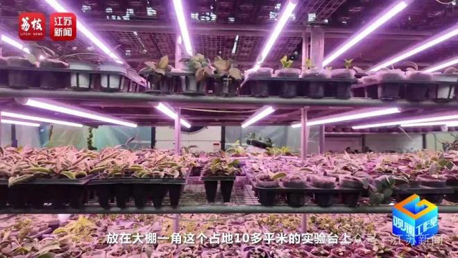 找AI当导师育出罕见热带绿植！宿迁花农赞赞赞(图7)