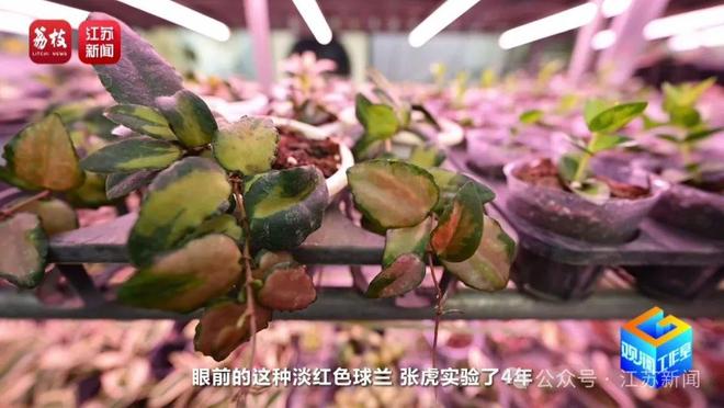 找AI当导师育出罕见热带绿植！宿迁花农赞赞赞(图10)
