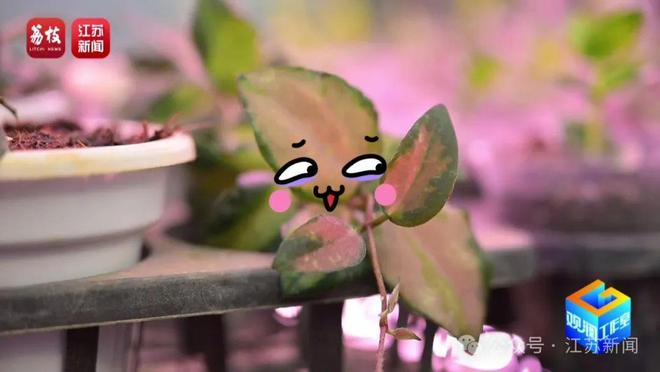 找AI当导师育出罕见热带绿植！宿迁花农赞赞赞(图9)