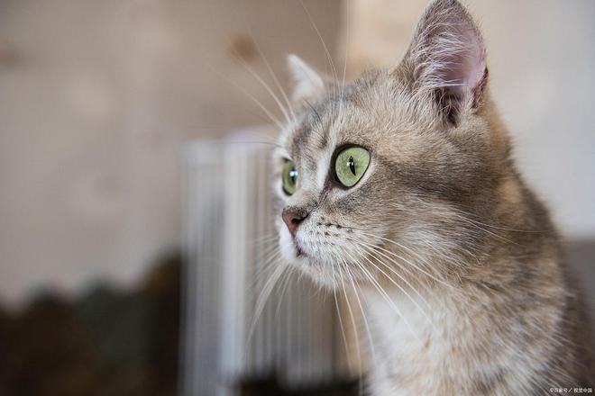 猫咪软便持续三天别忽视这些潜在健康危机！(图4)