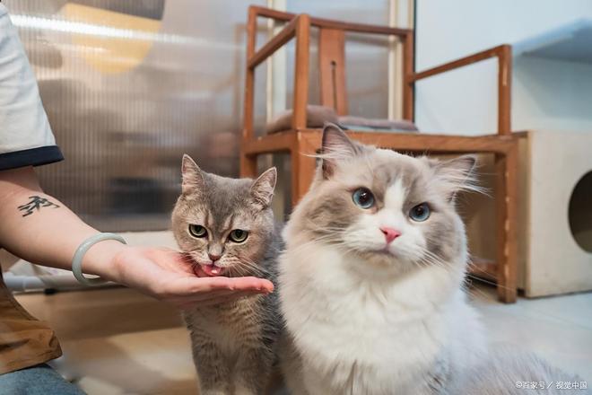 猫咪软便持续三天别忽视这些潜在健康危机！(图2)