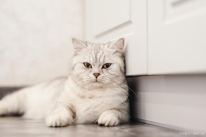 猫咪软便持续三天别忽视这些潜在健康危机！