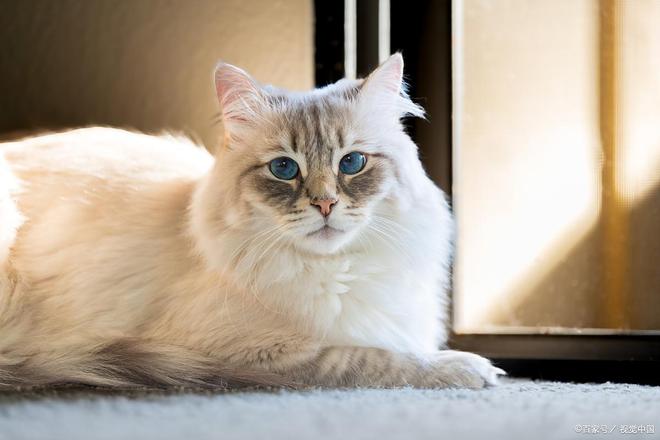 猫咪软便持续三天别忽视这些潜在健康危机！(图3)