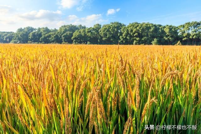 农大女生选专业不用愁！这几个“香饽饽”专业前景好还适合你