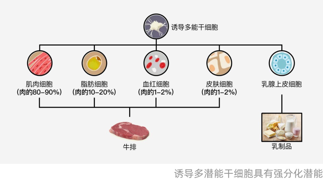 当我们投资细胞培养肉时我们在投资什么？(图5)