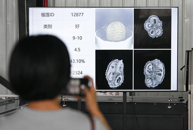 国产榴莲将破万吨！价格跌至10元东南亚榴莲霸主还能当多久？(图3)