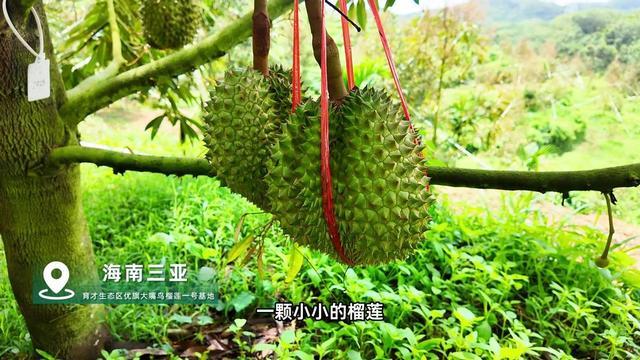 国产榴莲将破万吨！价格跌至10元东南亚榴莲霸主还能当多久？(图2)