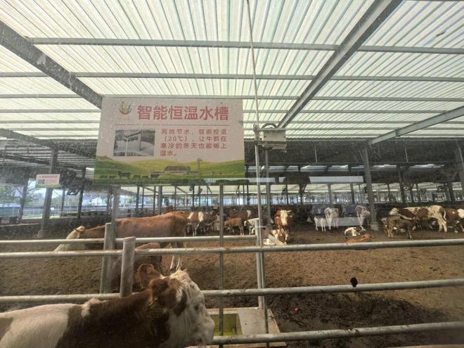 牛价低位徘徊“牛县”如何闯关？(图4)