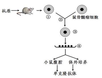 八载深耕定义行业标杆：FILLMEDX大赛如何铸就中国医美人才“摇篮”与创新策源地