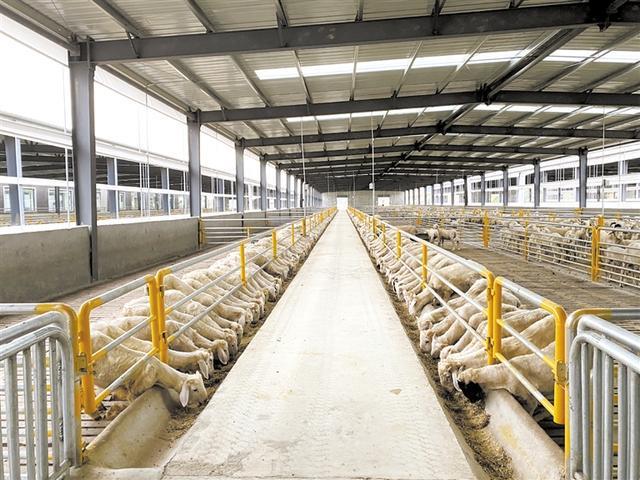 走出太行山——唐县羊产业在“破壁”中“立标”