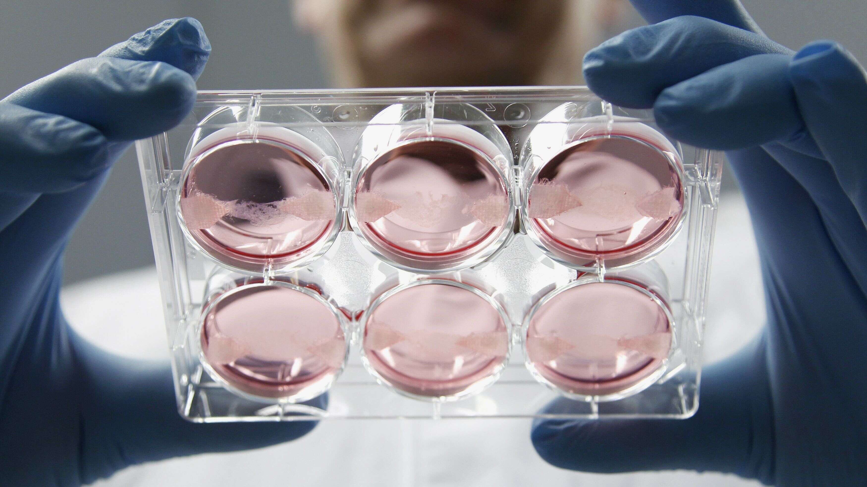 2026合成蛋白行业市场规模与未来趋势洞察