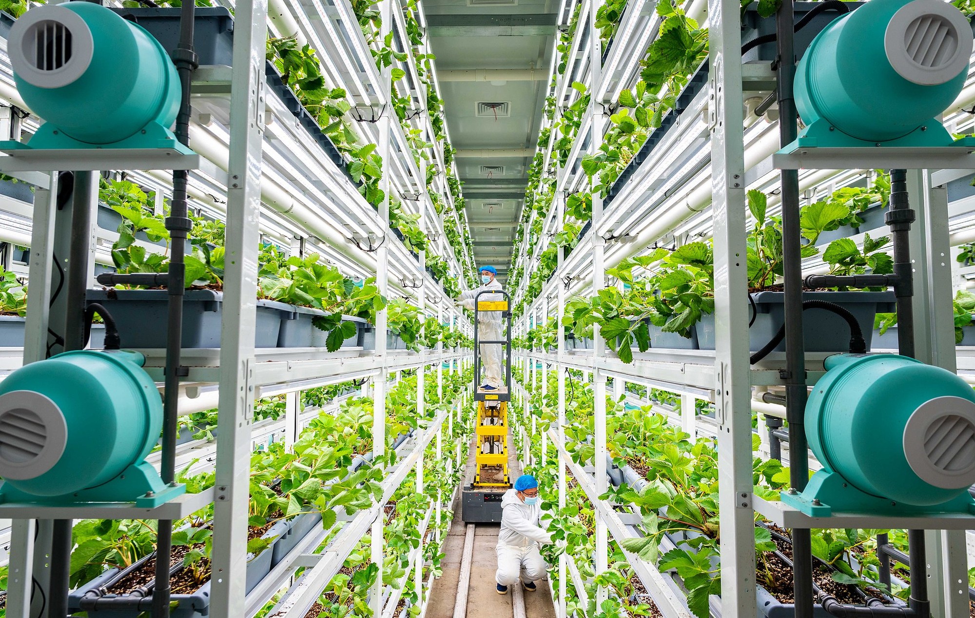 晶采观察丨“十五五”开局！新质生产力赋能中国农业现代化“智慧大升级”