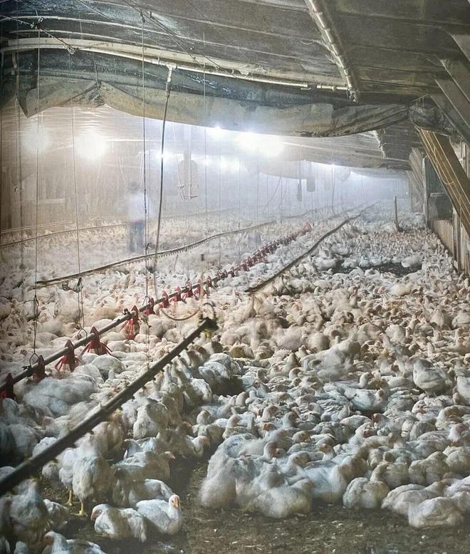 在人类被迫吃大蠊前我们打算问个为什么(图17)