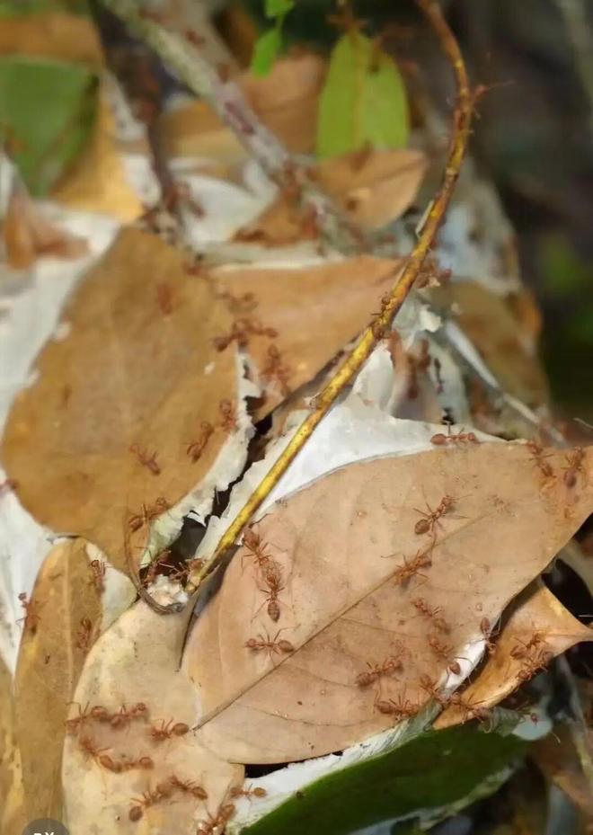 在人类被迫吃大蠊前我们打算问个为什么(图2)