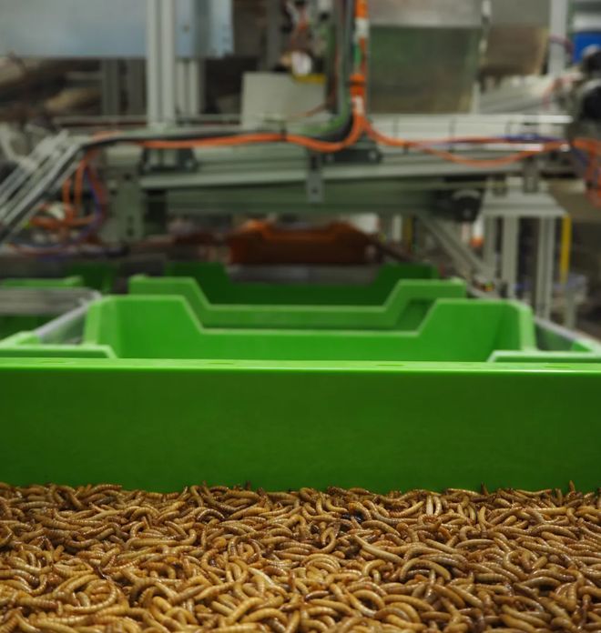 在人类被迫吃大蠊前我们打算问个为什么(图5)