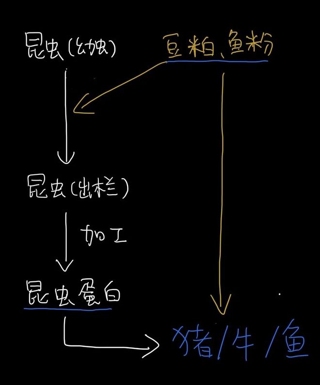 在人类被迫吃大蠊前我们打算问个为什么(图7)