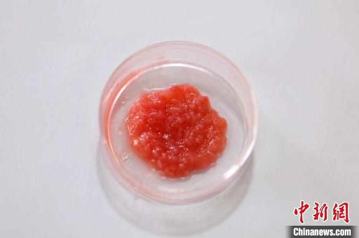 “永生”干细胞培养肉诞生有望为人造肉提供潜在的无限来源