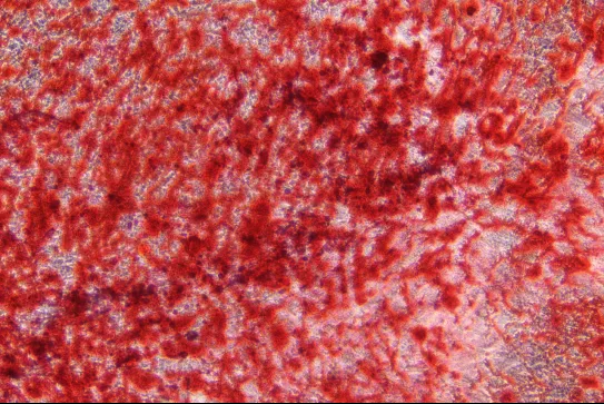 上海市松江区：深化科技创新和产业创新融合积极培育6G、基因与细胞治疗、智能计算等未来产业