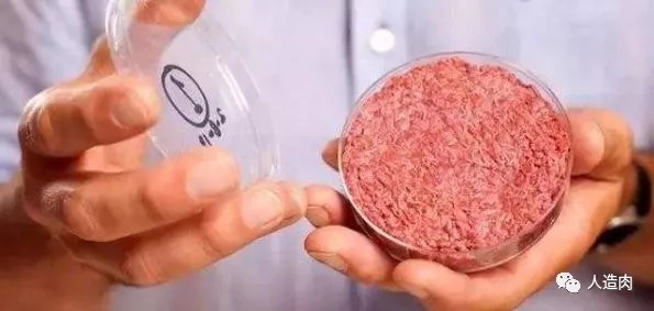 2024合成生物学竞赛常规赛队伍专题之NUCA团队丨人造肉与合成生物学