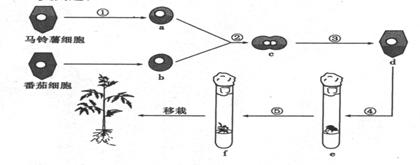 细胞培养流程pdf