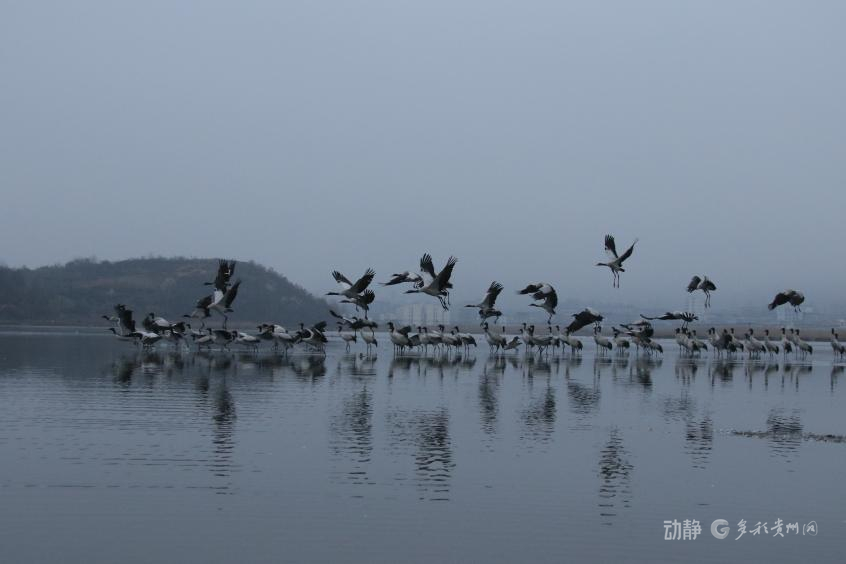 新春走基层丨2800多只黑颈鹤的“中国驿站”(图4)