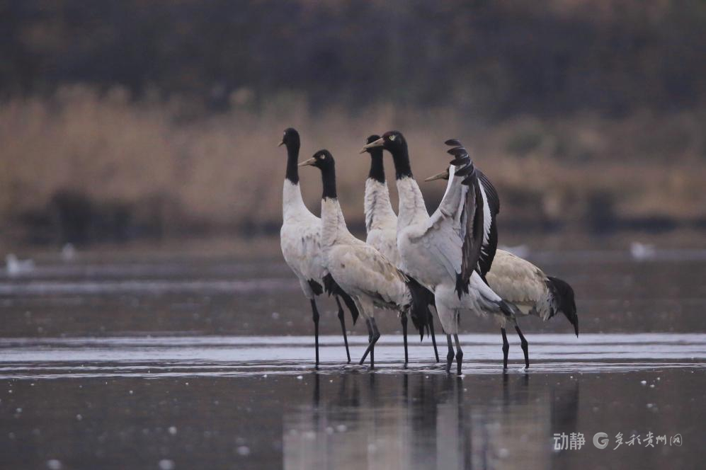 新春走基层丨2800多只黑颈鹤的“中国驿站”(图7)