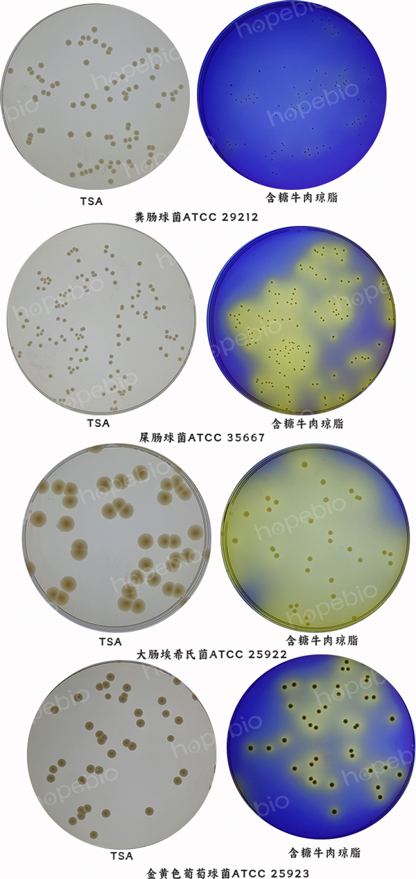 1%碳酸钙含糖牛肉琼脂培养基