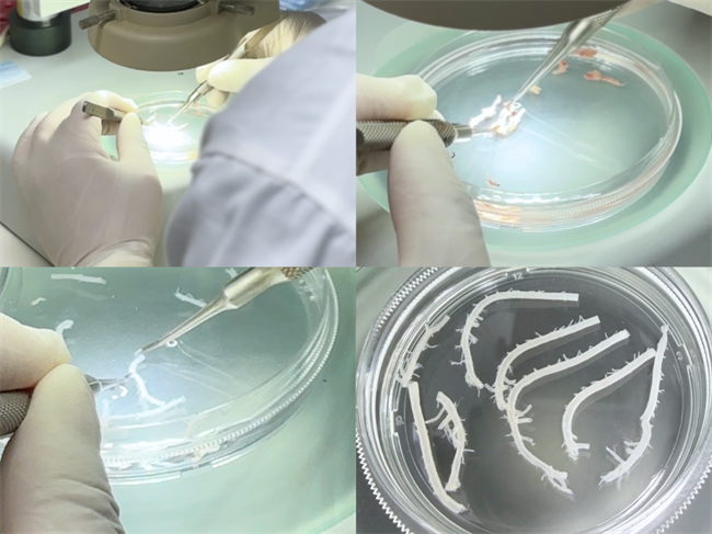 武汉云克隆：二十载匠心破局原代细胞培养难题赋能全球科研(图2)