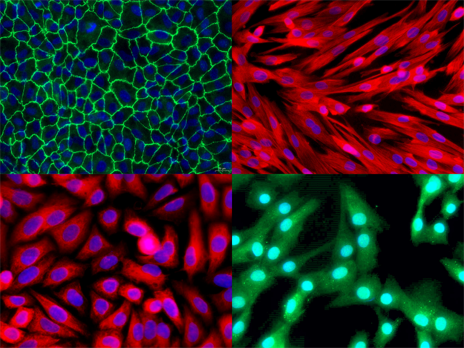 武汉云克隆：二十载匠心破局原代细胞培养难题赋能全球科研(图3)