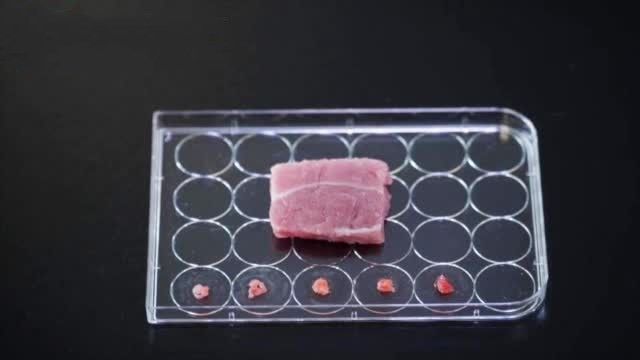 中国第一块细胞培养肉20天便培养出5克肉