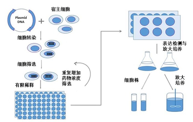 嘉实品质蓝筹一年持有混合C