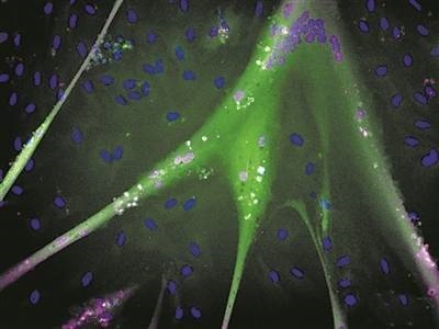 生物制造何以成为中国经济增长新引擎