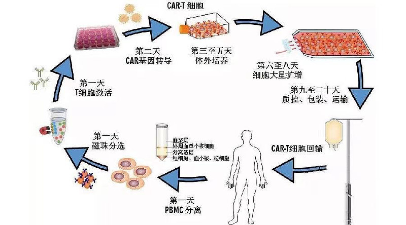 动物细胞培养ppt
