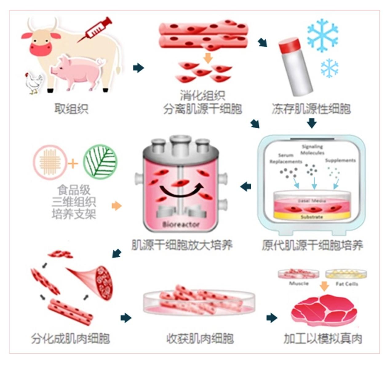 全球协同创新产业应用加速我国酵母蛋白产业步入深度“发酵”期第二届酵母蛋白科学技术国际研讨会湖北宜昌召开