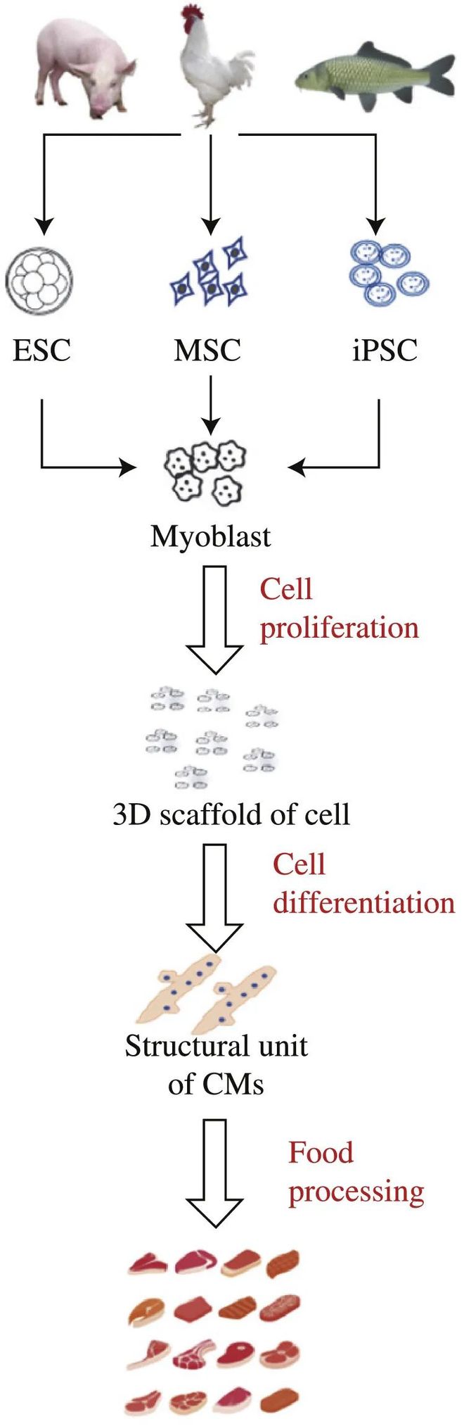 JFutureFoods王守伟教授级高工：细胞培育肉的未来何去何从：培育肉的产业化发展进程与面临的挑战(图4)