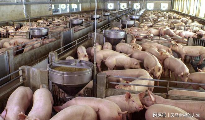 告别养猪场？7天速成猪肉问世不用杀生不污染吃货福音！(图3)