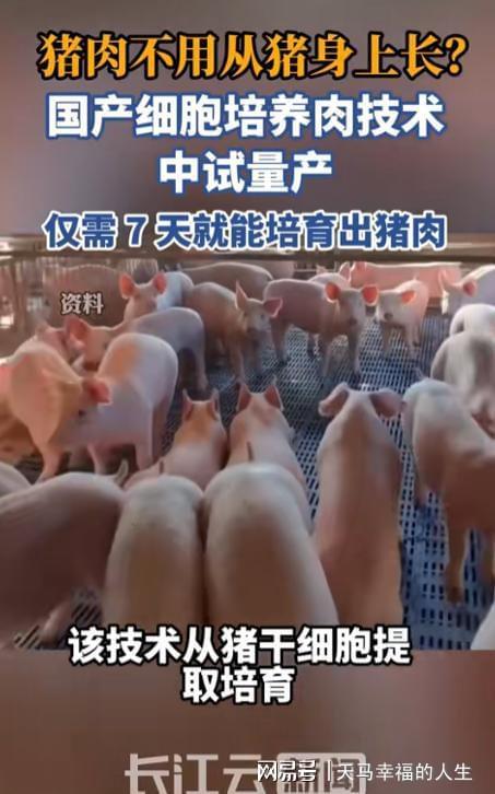 告别养猪场？7天速成猪肉问世不用杀生不污染吃货福音！(图8)
