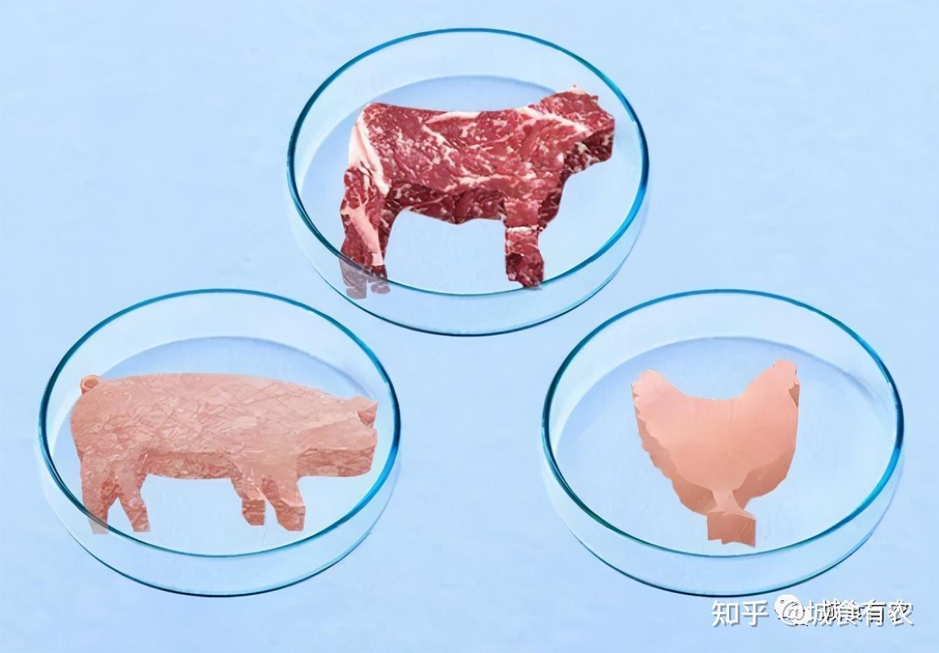 【农科智库编译】荷兰企业在细胞培养肉技术方面取得突破