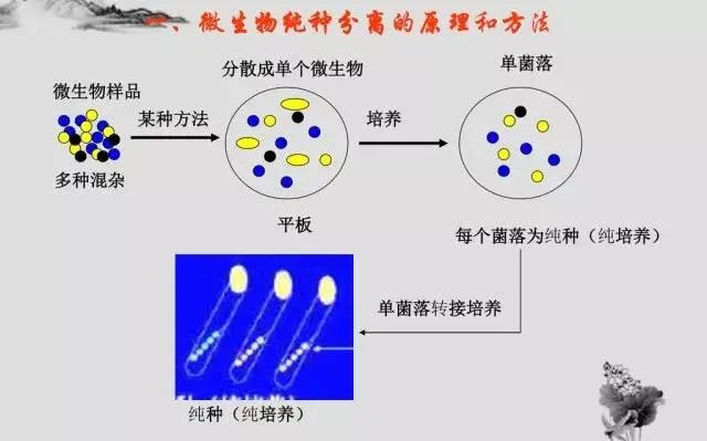 惊！人造肉背后的秘密竟是这样？