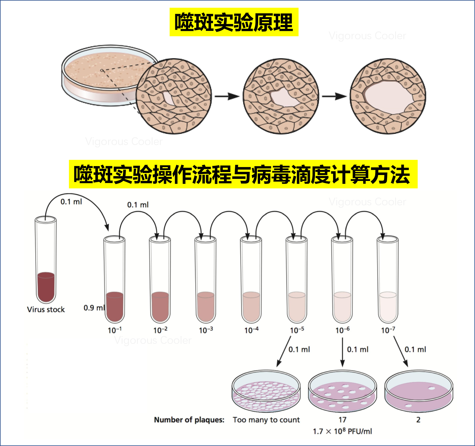 细胞培养的原理和步骤