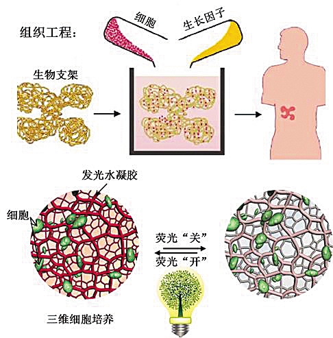 细胞培养是什么意思
