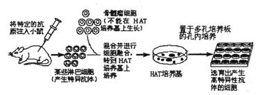 常用的五种动物细胞培养方式