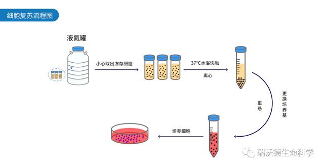 细胞培育的一般过程