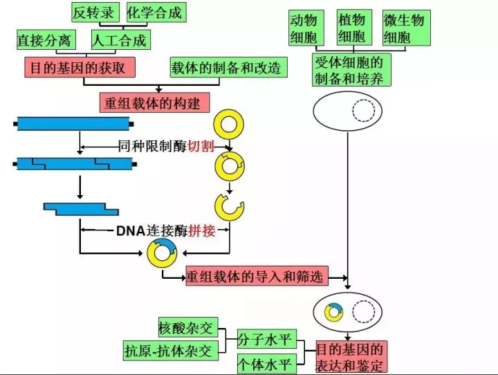 知识讲解：细胞培养的步骤和注意事项