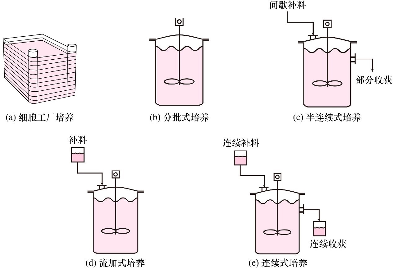 华泰蛋白质的“第三极”：从乳清到微生物蛋白的产业跃迁