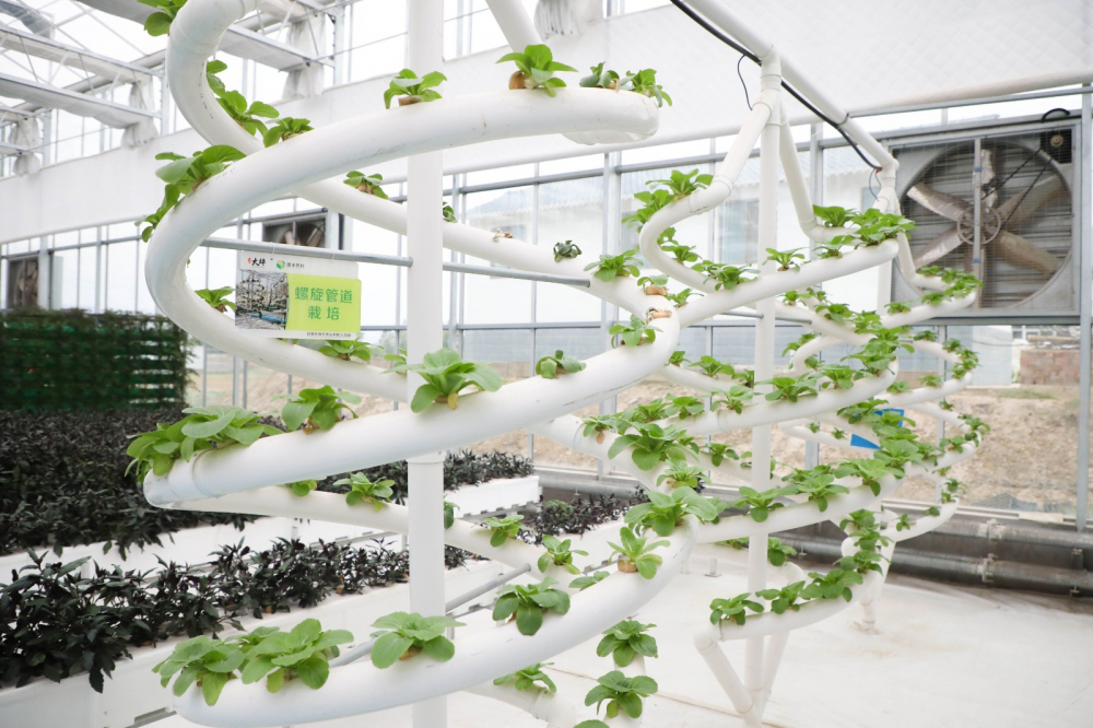 推进农业农村现代化｜“植物工厂”种出高效新农业
